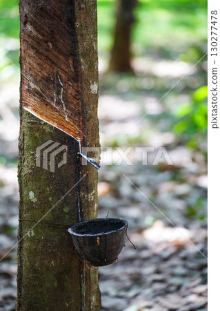 Scrape rubber from rubber trees, latex Scrape rubber from rubber trees, latex 130277478