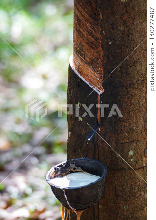 Scrape rubber from rubber trees, latex 130277487