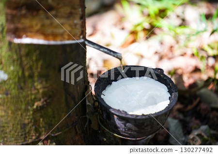 Scrape rubber from rubber trees, latex 130277492