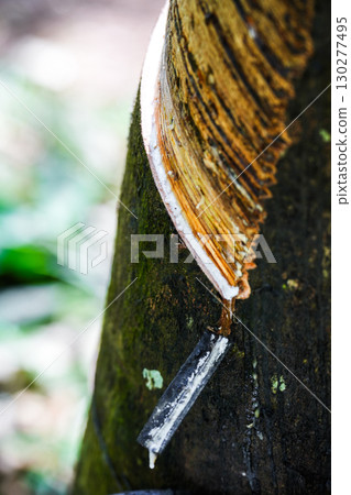 Scrape rubber from rubber trees, latex Scrape rubber from rubber trees, latex 130277495