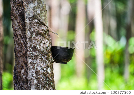 Scrape rubber from rubber trees, latex Scrape rubber from rubber trees, latex 130277500