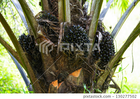 The oil palm fruit on oil palm tree 130277502