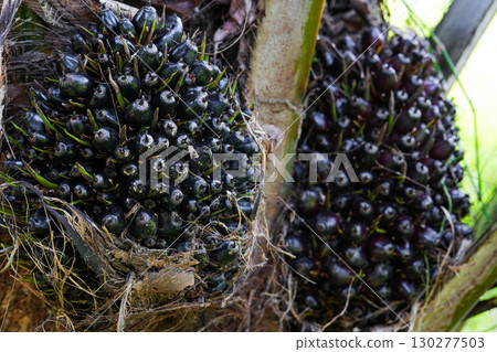 The oil palm fruit on oil palm tree 130277503