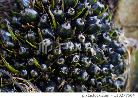 The oil palm fruit on oil palm tree 130277504