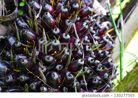 The oil palm fruit on oil palm tree 130277505