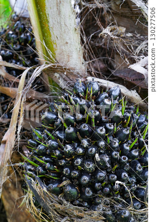 The oil palm fruit on oil palm tree The oil palm fruit on oil palm tree 130277506
