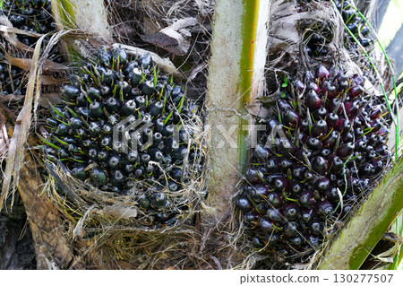 The oil palm fruit on oil palm tree 130277507