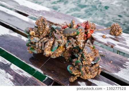 Mussel farming in the sea, seafood industry Mussel farming in the sea, seafood industry 130277528