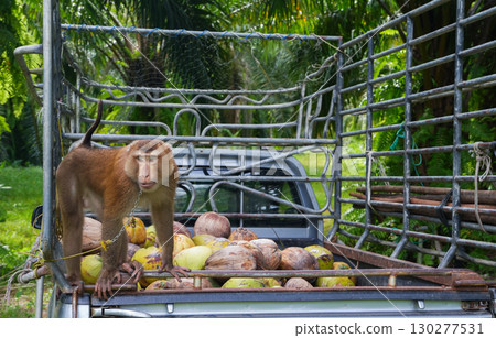 coconut harvesting and monkey on the truck 130277531