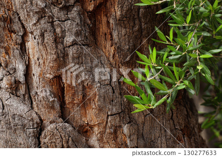 Olive tree trunk with rough bark and green leaves Olive tree trunk with rough bark and green leaves 130277633