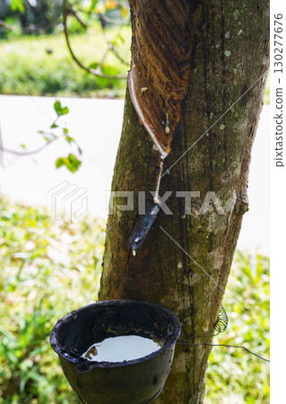 Scrape rubber from rubber trees, latex 130277676