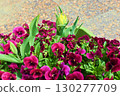 被紫羅蘭包圍的鬱金香花蕾 130277709