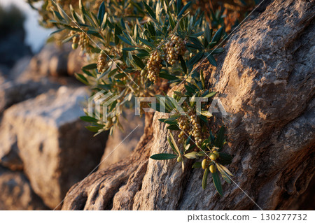 Olive tree trunk with rough bark and vibrant new growth 130277732