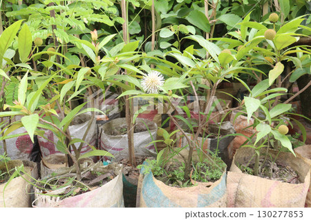 Neonauclea flower plant on bag Neonauclea flower plant on bag 130277853