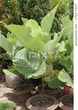 Leea macrophylla flower and leaf plant on pot Leea macrophylla flower and leaf plant on pot 130277857
