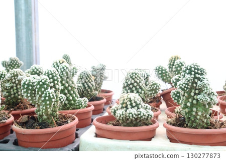 Mammillaria gracilis oruga cactus and succulent plant on pot Mammillaria gracilis oruga cactus and succulent plant on pot 130277873