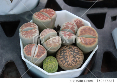Lithops karasmontana succulent plant on pot 130277881