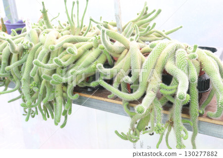 Rattail Cactus and succulent plant on hanging pot 130277882