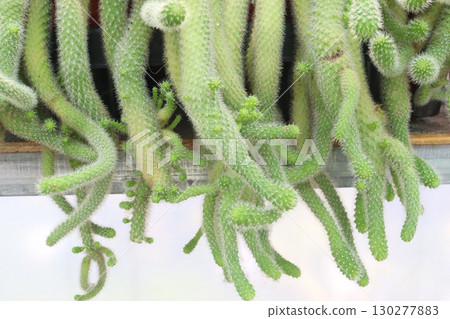 Rattail Cactus and succulent plant on hanging pot 130277883