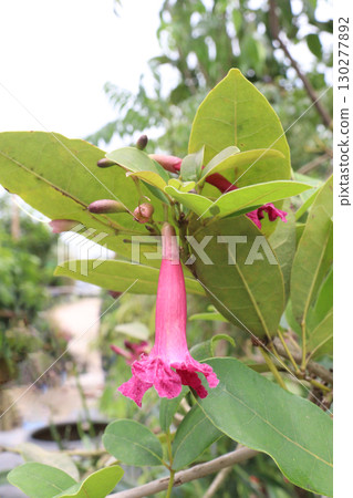 Tabebuia rosea flower plant on pot Tabebuia rosea flower plant on pot 130277892