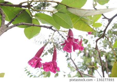 Tabebuia rosea flower plant on pot 130277893