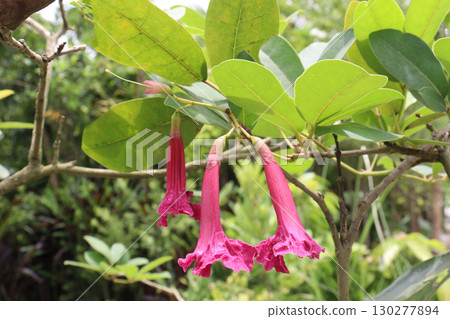 Tabebuia rosea flower plant on pot 130277894