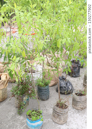 Sandalwood tree plant on nursery Sandalwood tree plant on nursery 130277902