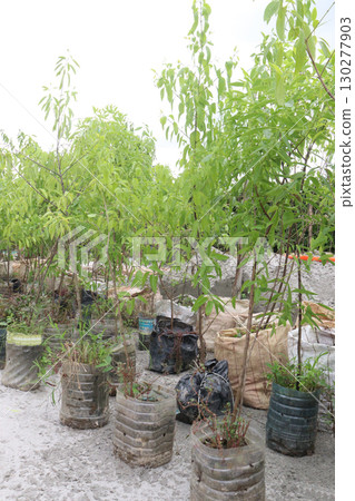Sandalwood tree plant on nursery Sandalwood tree plant on nursery 130277903