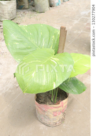 Schismatoglottis calyptrata leaf plant on pot Schismatoglottis calyptrata leaf plant on pot 130277904