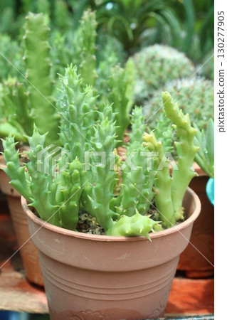 Stapelia cactus leaf and succulent plant on pot Stapelia cactus leaf and succulent plant on pot 130277905
