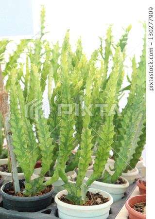 Variegated Euphorbia Trigona cactus leaf and succulent plant 130277909