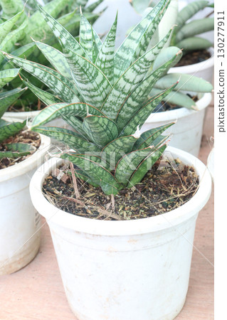 sansevieria hybrid leaf plant on pot in nursery sansevieria hybrid leaf plant on pot in nursery 130277911