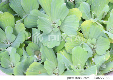 water lettuce leaf plant on pot water lettuce leaf plant on pot 130277920