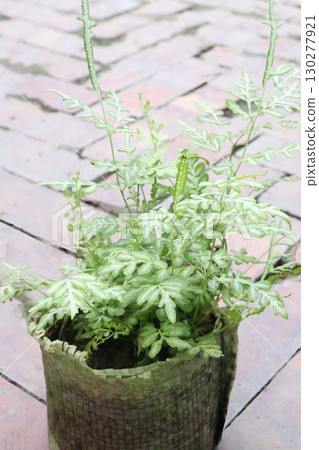 Silver Lace Fern leaf plant on pot in nursery 130277921