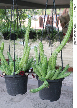 Stapelia cactus leaf and succulent plant on pot 130277924
