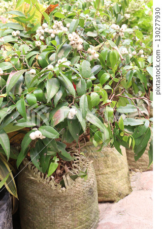 syzygium Zeylanicum flower plant on pot 130277930