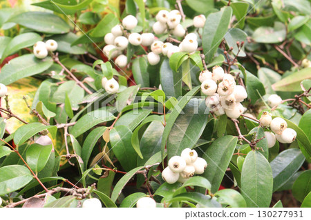 syzygium Zeylanicum flower plant on pot 130277931