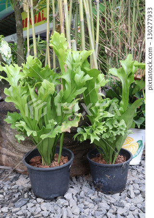 Polypodium polycarpon, commonly called resurrection fern 130277933