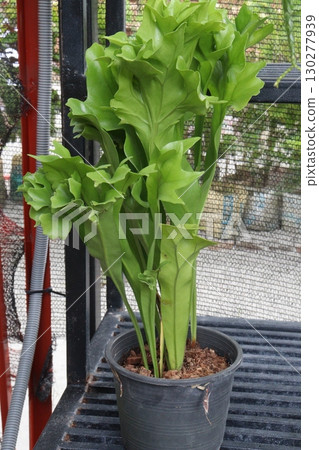 Polypodium polycarpon, commonly called resurrection fern 130277939