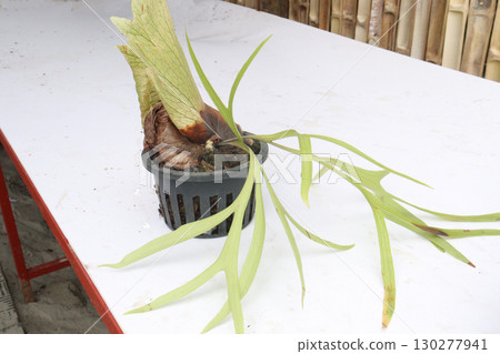 Platycerium superbum leaf plant on pot Platycerium superbum leaf plant on pot 130277941