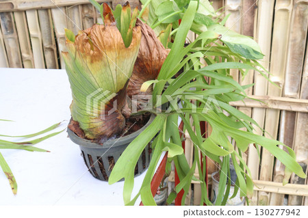 Platycerium superbum leaf plant on pot Platycerium superbum leaf plant on pot 130277942