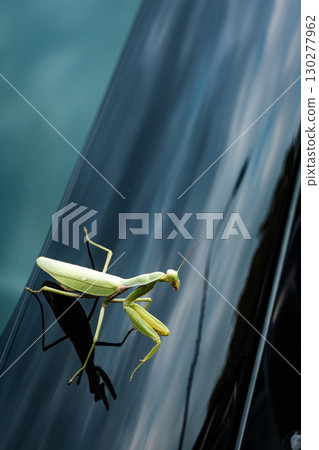 Close-up of a mantis on a shiny surface with a reflection on a summer day. Close-up of a mantis on a shiny surface with a reflection on a summer day. 130277962