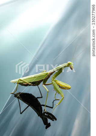 Close-up of a mantis on a shiny surface with a reflection on a summer day. Close-up of a mantis on a shiny surface with a reflection on a summer day. 130277966
