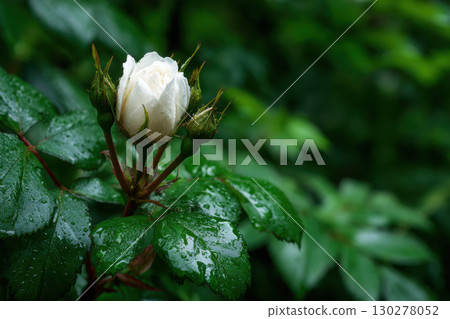 White rose bud blooms amidst lush, dark green foliage White rose bud blooms amidst lush, dark green foliage 130278052