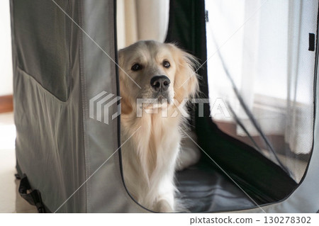 金毛獵犬在柔軟的籠子裡休息（狗訓練/寵物護理） 130278302