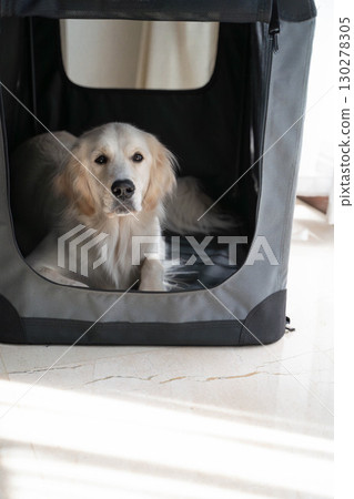 Golden Retriever Relaxing in a Soft Crate (Dog Training/Pet Care) Golden Retriever Relaxing in a Soft Crate (Dog Training/Pet Care) 130278305