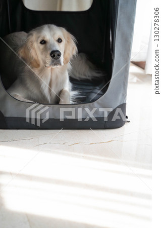 金毛獵犬在柔軟的籠子裡休息（狗訓練/寵物護理） 130278306