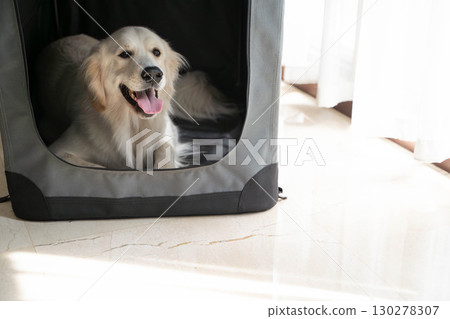 金毛獵犬在柔軟的籠子裡休息（狗訓練/寵物護理） 130278307