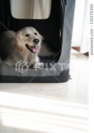 金毛獵犬在柔軟的籠子裡休息（狗訓練/寵物護理） 130278308