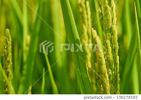 A view of rice fields when the rice flowers bloom. Rice fields in late August 130278585